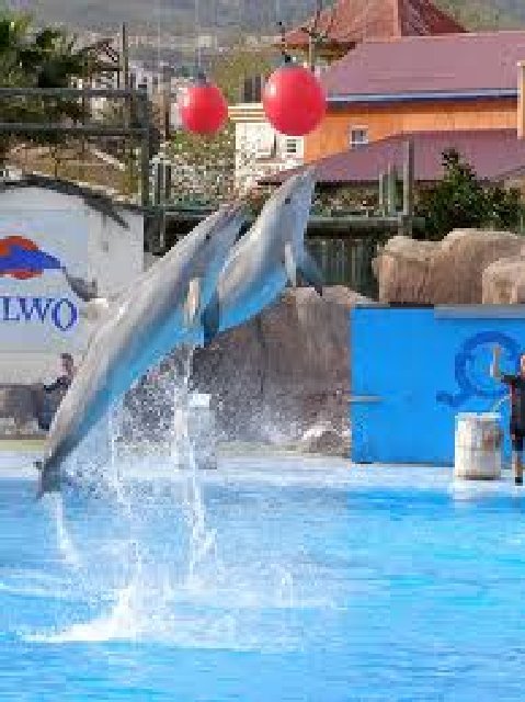 Selwo Marina - Meet the Dolphins